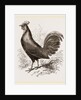 Bankiva Jungle Fowl by Anonymous