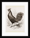 Bankiva Jungle Fowl by Anonymous