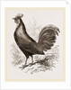 Bankiva Jungle Fowl by Anonymous