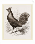 Bankiva Jungle Fowl by Anonymous