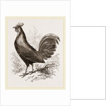 Bankiva Jungle Fowl by Anonymous