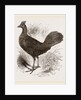 Fire-backed Jungle Fowl Female by Anonymous