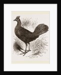 Fire-backed Jungle Fowl Female by Anonymous