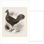 Fire-backed Jungle Fowl Female by Anonymous