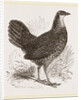 Sonnerat's Jungle-Fowl Female by Anonymous