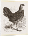 Sonnerat's Jungle-Fowl Female by Anonymous