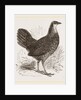 Sonnerat's Jungle-Fowl Female by Anonymous