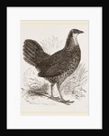 Sonnerat's Jungle-Fowl Female by Anonymous