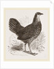 Sonnerat's Jungle-Fowl Female by Anonymous