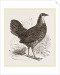 Sonnerat's Jungle-Fowl Female by Anonymous