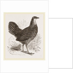 Sonnerat's Jungle-Fowl Female by Anonymous