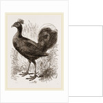 Fire-backed Jungle Fowl Male by Anonymous