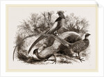 Group of Chinese Pheasants by Anonymous