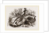 Group of Chinese Pheasants by Anonymous