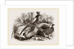 Group of Chinese Pheasants by Anonymous