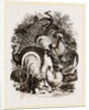 Group of Domestic Poultry by Anonymous