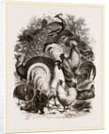 Group of Domestic Poultry by Anonymous