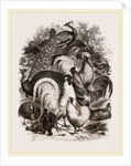 Group of Domestic Poultry by Anonymous