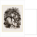 Group of Domestic Poultry by Anonymous