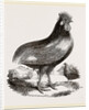 Persian Cock by Anonymous