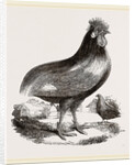 Persian Cock by Anonymous