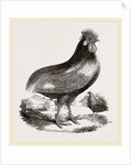 Persian Cock by Anonymous
