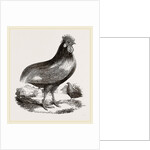 Persian Cock by Anonymous