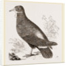 Wattled Ground Pigeon by Anonymous