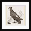 Wattled Ground Pigeon by Anonymous