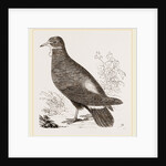 Wattled Ground Pigeon by Anonymous