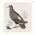 Wattled Ground Pigeon by Anonymous
