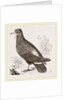 Wattled Ground Pigeon by Anonymous