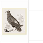 Wattled Ground Pigeon by Anonymous