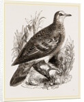 Bronze-winged Pigeon by Anonymous