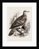 Bronze-winged Pigeon by Anonymous