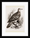 Bronze-winged Pigeon by Anonymous