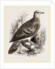 Bronze-winged Pigeon by Anonymous