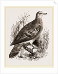 Bronze-winged Pigeon by Anonymous