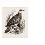 Bronze-winged Pigeon by Anonymous