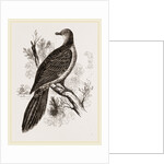 Phasianella by Anonymous