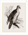 Oceanie Fruit-Pigeon by Anonymous