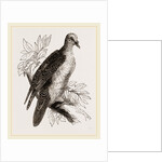 Oceanie Fruit-Pigeon by Anonymous