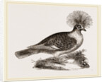 Crowned Pigeon by Anonymous