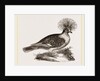 Crowned Pigeon by Anonymous
