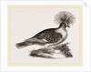 Crowned Pigeon by Anonymous