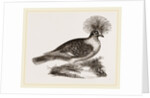 Crowned Pigeon by Anonymous
