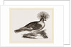 Crowned Pigeon by Anonymous