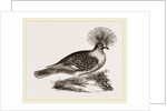 Crowned Pigeon by Anonymous