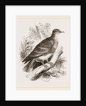 Manasope Pigeon by Anonymous