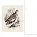 Manasope Pigeon by Anonymous